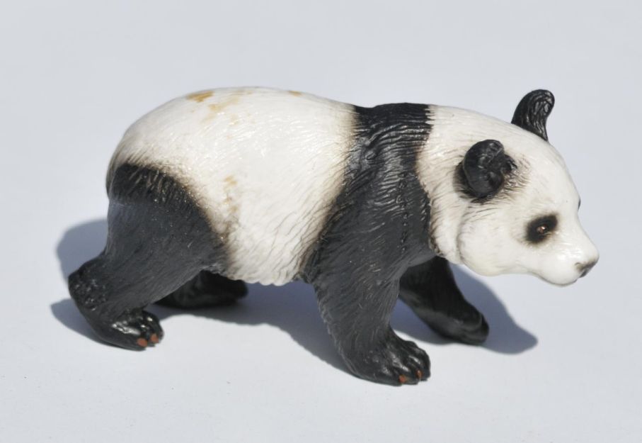 Pandan, även kallad jättepanda. Ailuropoda melanoleuca på latin.