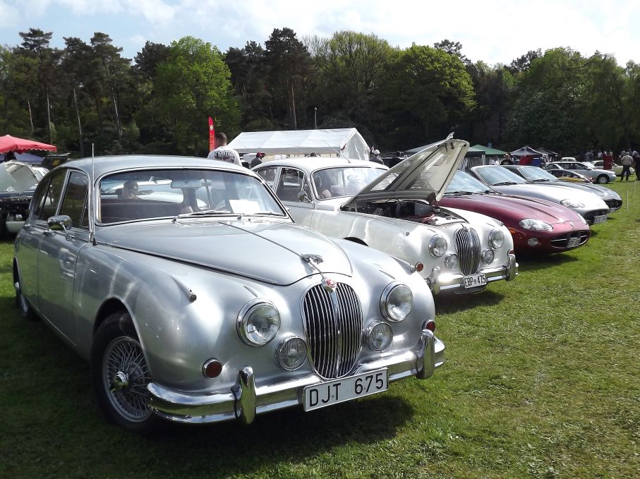 En rad fina Jaguar mk II, flankerade av nyare XK8-bilar.